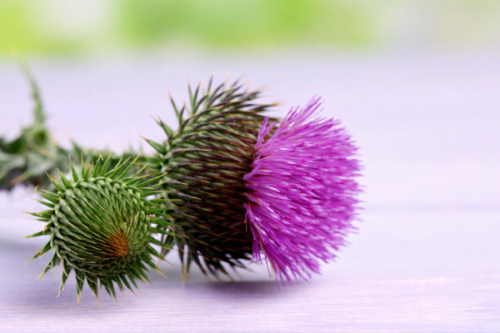 Польза и вред РАСТОРОПШИ для печени