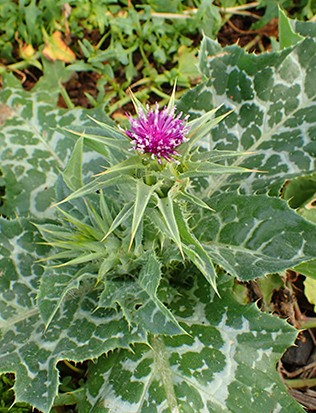 Расторопша пятнистая