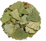 Гинкго Билоба листья