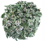 Пустырник обыкновенный